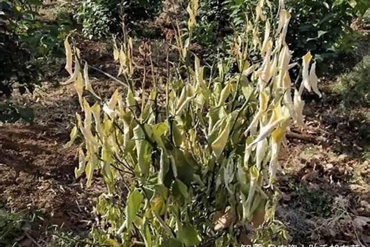 烟草枯萎病用什么药