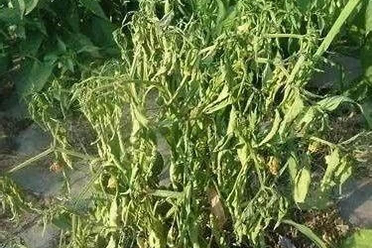 络氨铜配什么药使用