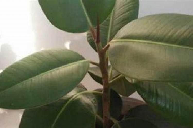 橡皮树施什么肥好