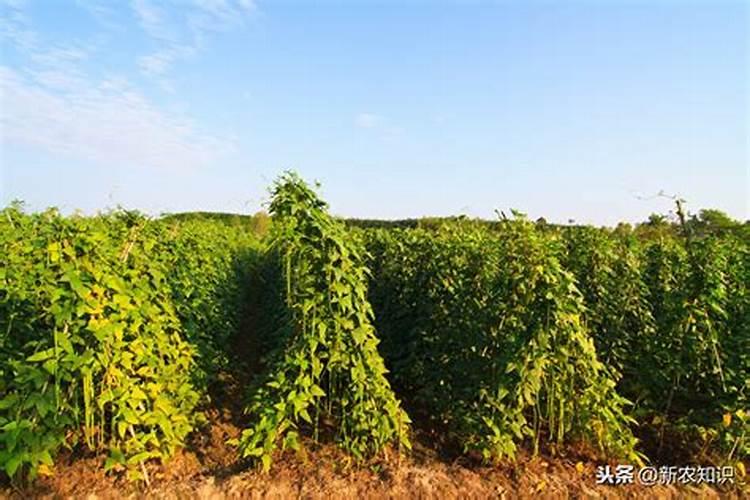 豆角保花保果农药最佳配方