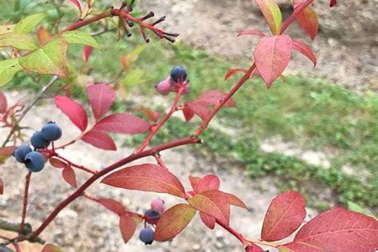 蓝莓施什么肥好？