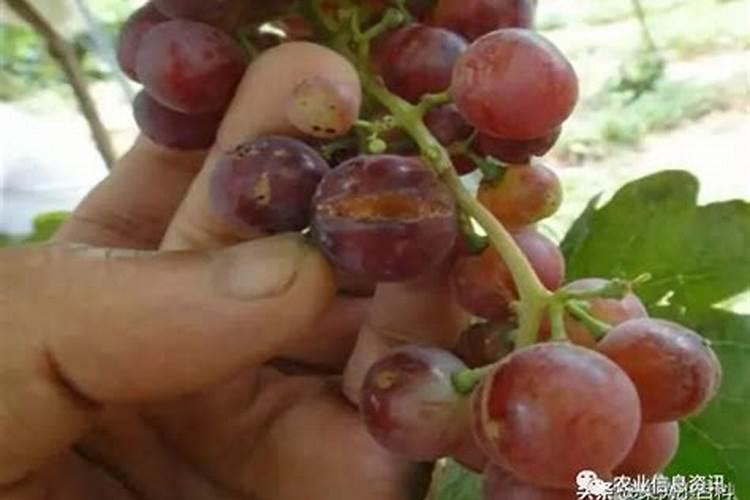 如何快速防治葡萄裂果
