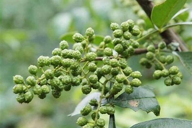 花椒种子能做肥料吗
