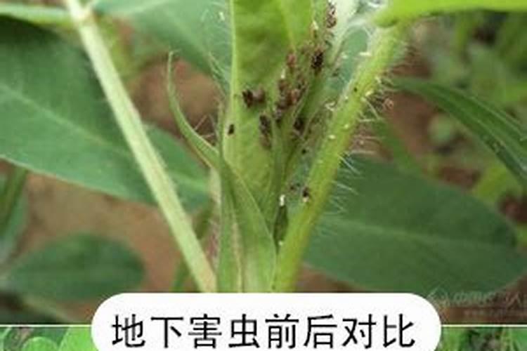 盘点花卉常用的五种杀菌剂