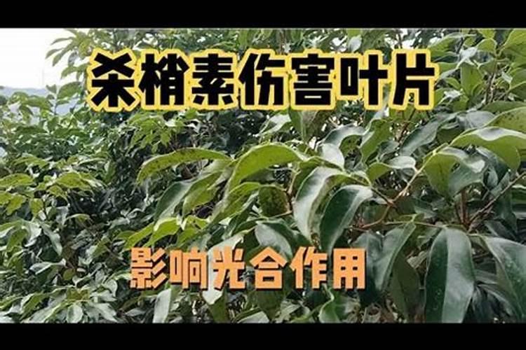 如何让荔枝秋梢快速老熟？