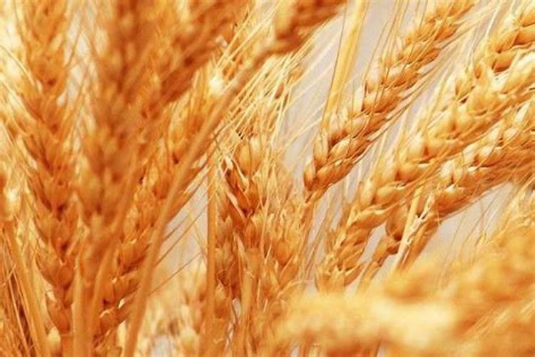 桂花树施什么肥料最好