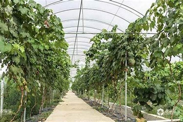 葡萄开花后施什么肥葡萄开花后怎么施肥
