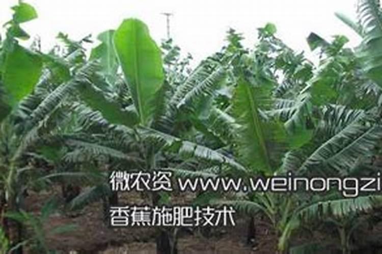 香蕉一般施什么肥