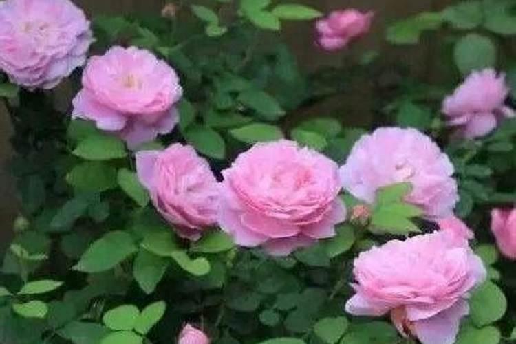 月季花只长叶不开花施什么肥