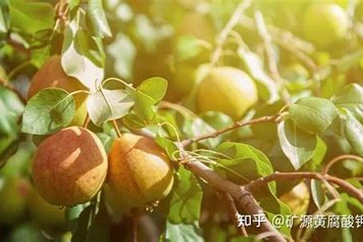 哪个厂家的水溶肥好
