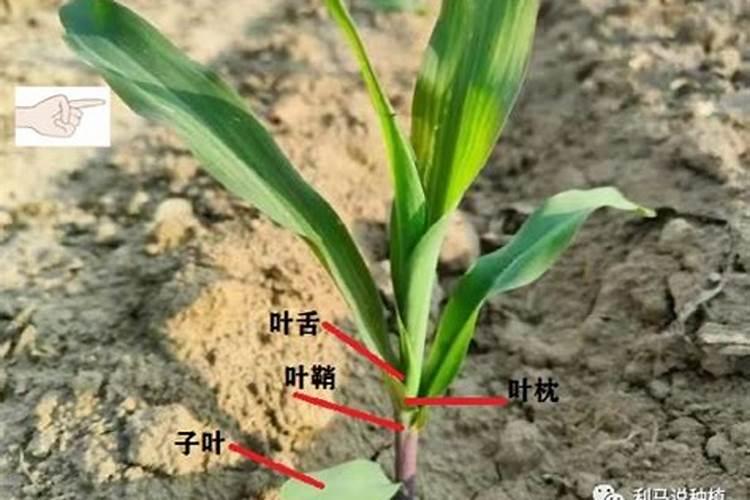 磷肥的作用是什么？？