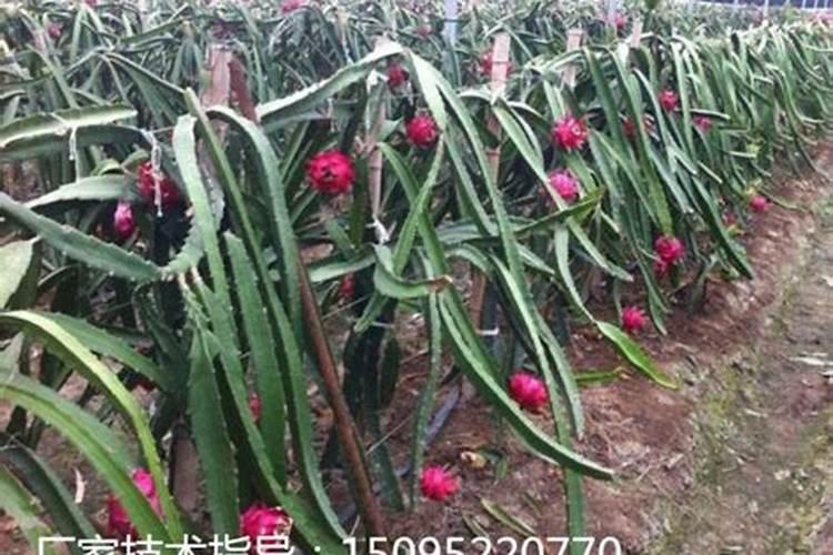 火龙果的栽培技术及管理 火龙果的栽培技术和管理