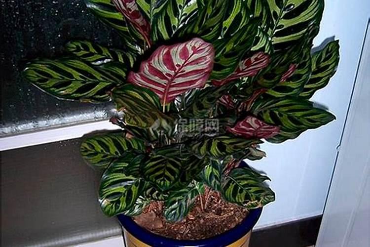 孔雀竹芋施什么肥最好