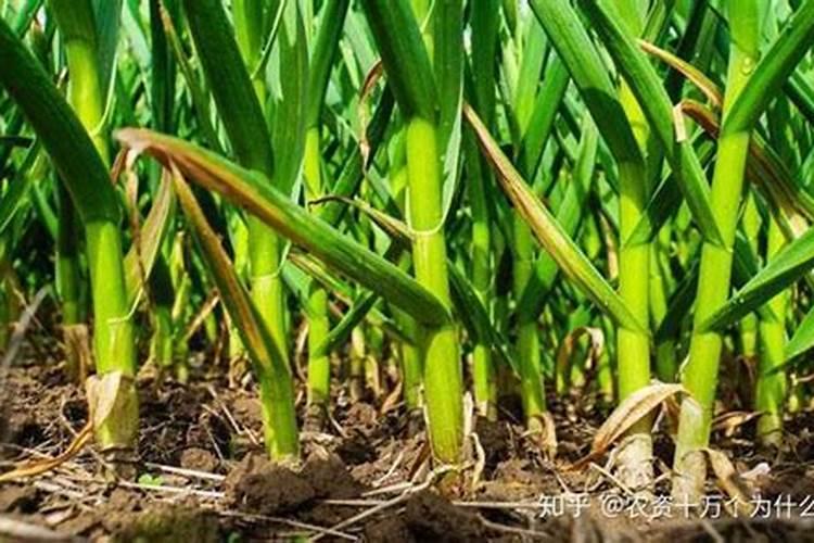 大量元素202020和高效氯氰菊酯一起冲施吗？