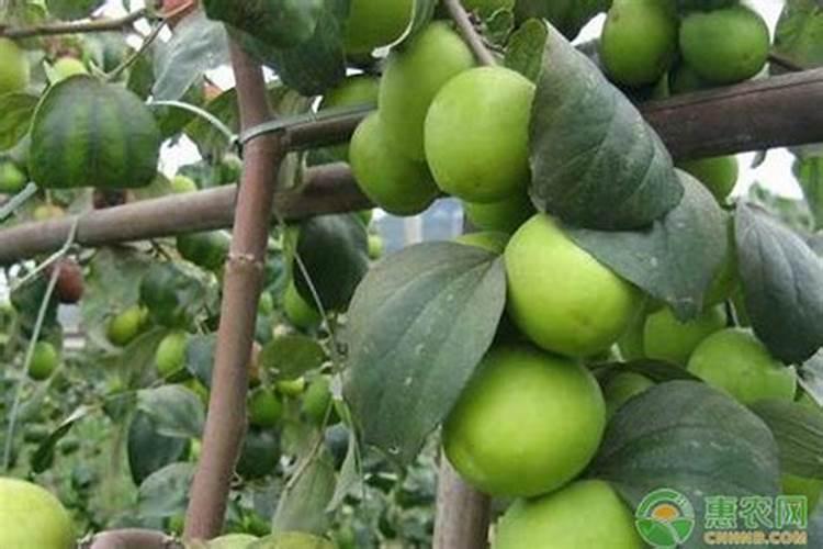 各位专家青枣现在花期,小的枣有手指头大,怎么预防白粉病,还有要注意...