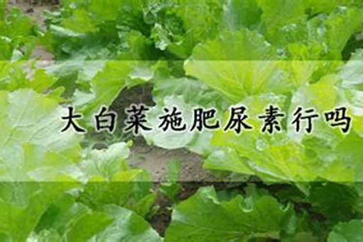 冬枣树施肥的最佳时间