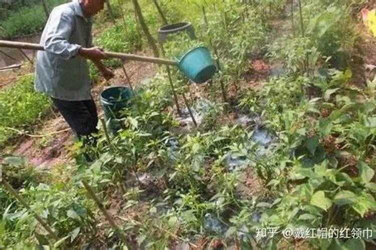 复合肥可以兑水浇菜吗