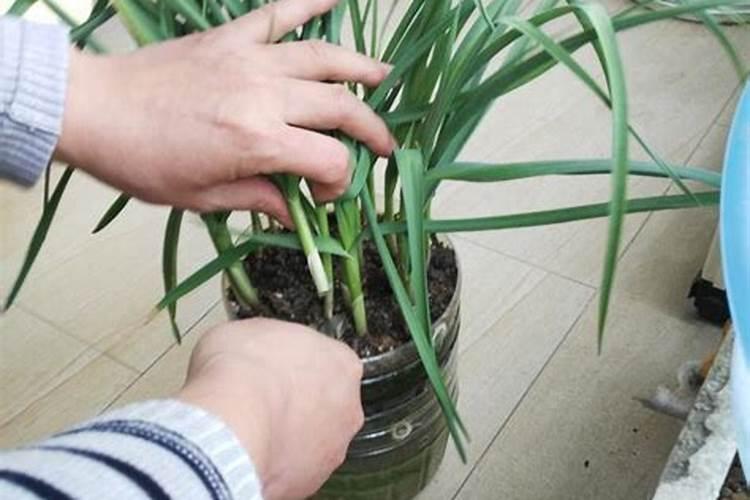大棚种植茄子需要什么肥料