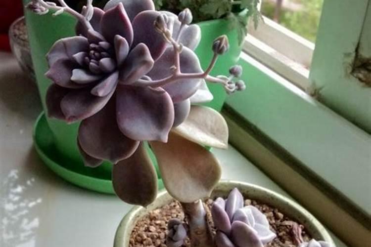 夏天大棚的辣椒怎么种 夏天大棚的辣椒如何种