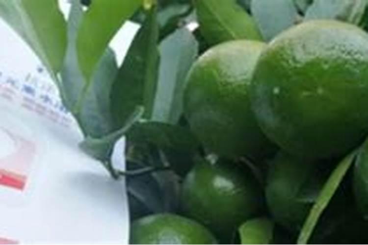 适合北方冬季室外20度种植的果树