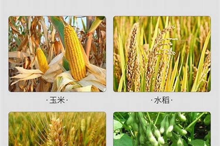 西瓜的吸肥特点、需肥规律及其平衡施肥技术