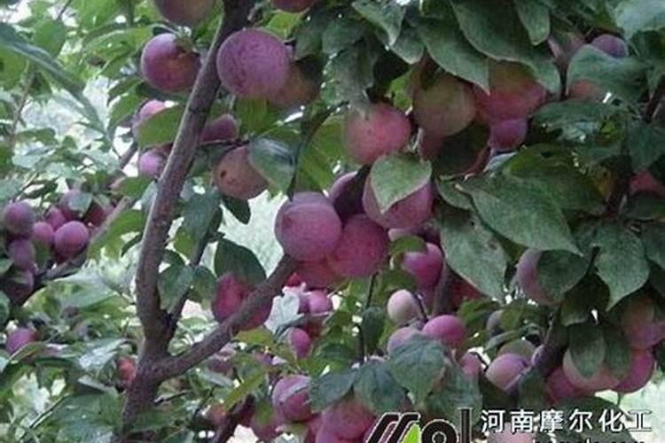 促进植物开花结果的肥料