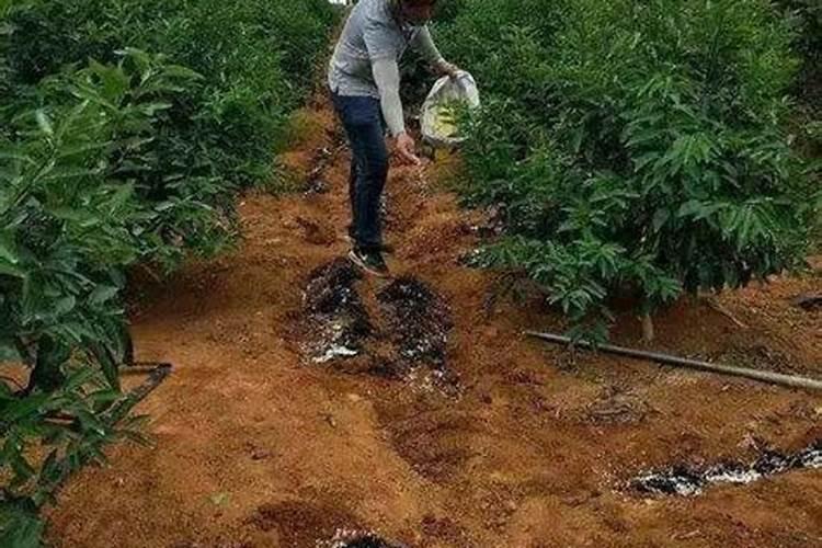 如何提高氮肥磷肥钾肥的利用率