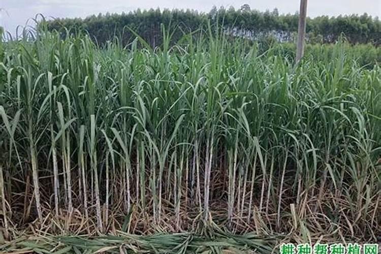 甘蔗发芽后施什么肥料