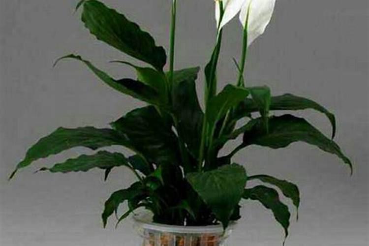 水培植物要怎么施肥？
