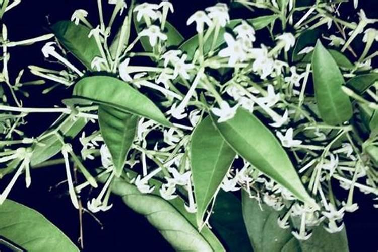 植物缺磷的症状