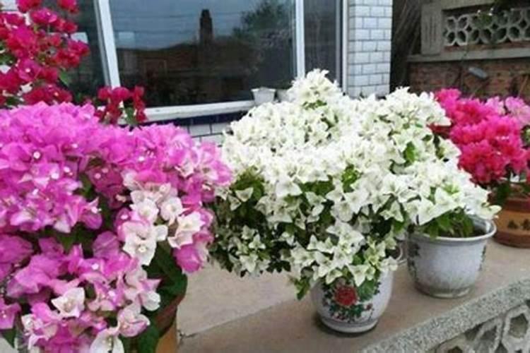 5月三角梅怎么养植株长得枝繁叶茂