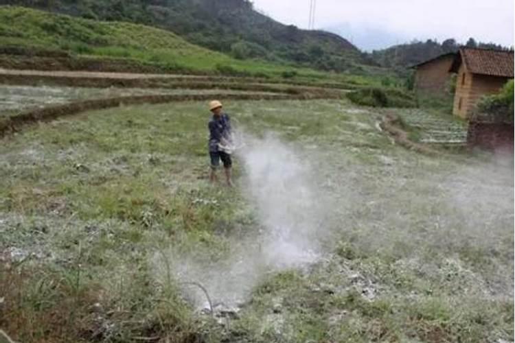 怎样防止有机肥中的害虫危害辣椒苗？