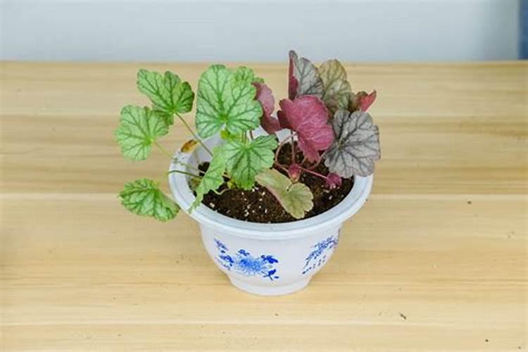新买的矾根怎么养