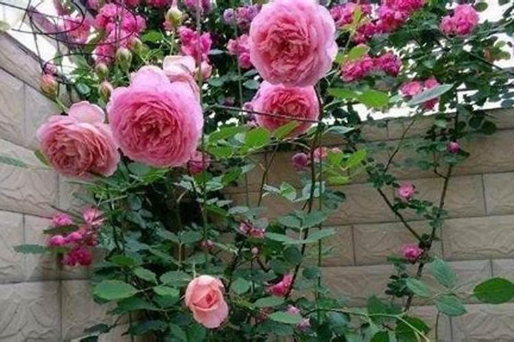 月季长花苞后怎么施肥 花蕾期施什么肥