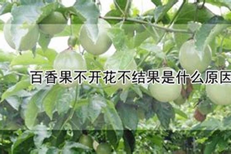 百香果施什么肥料最好