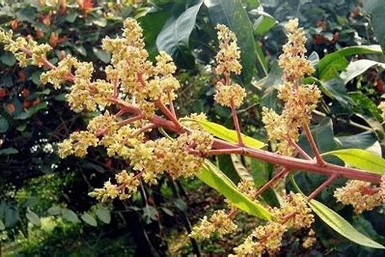 芒果树多久施肥一次 最佳施肥时间是几月份