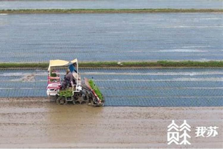 水稻后期施什么肥最好