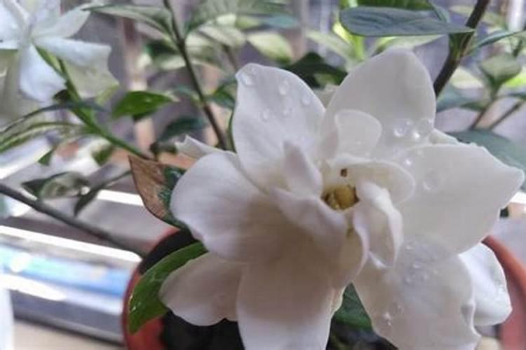 栀子花黄叶怎么办 如何让叶子绿回来