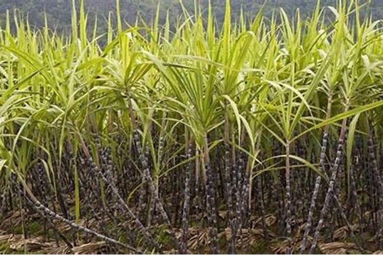 如何在甘蔗上正确使用生物肥