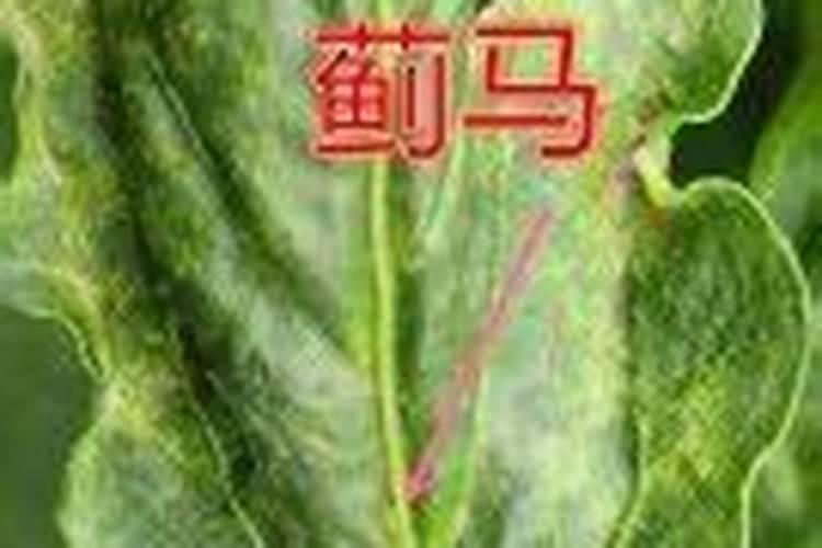 请问教授们,防治病毒病在甜瓜上用什么药最好？