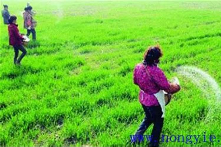 黄瓜忌什么肥晚黄瓜种植时间黄瓜挂不住果咋回事？