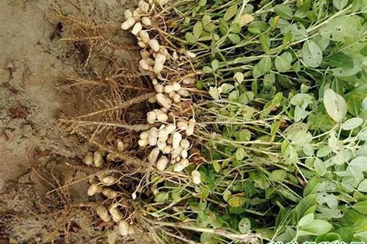 豆科植物习性