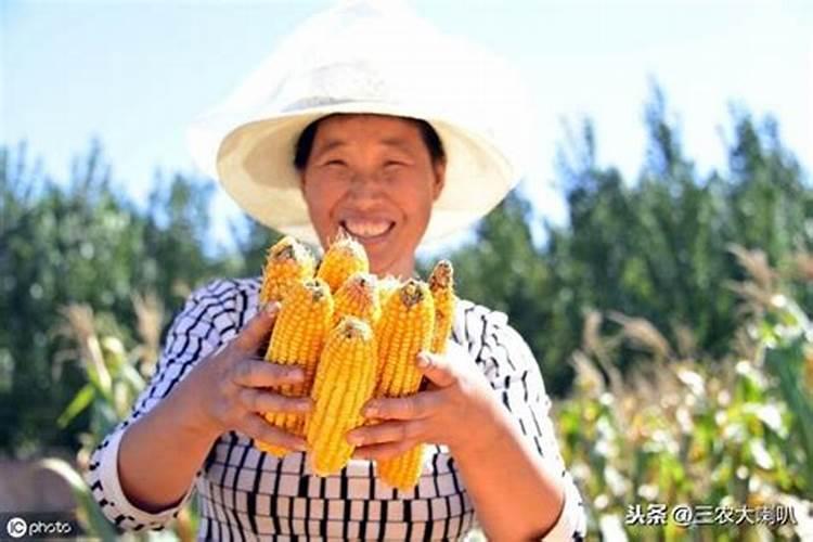 玉米什么时候喷施芸苔素