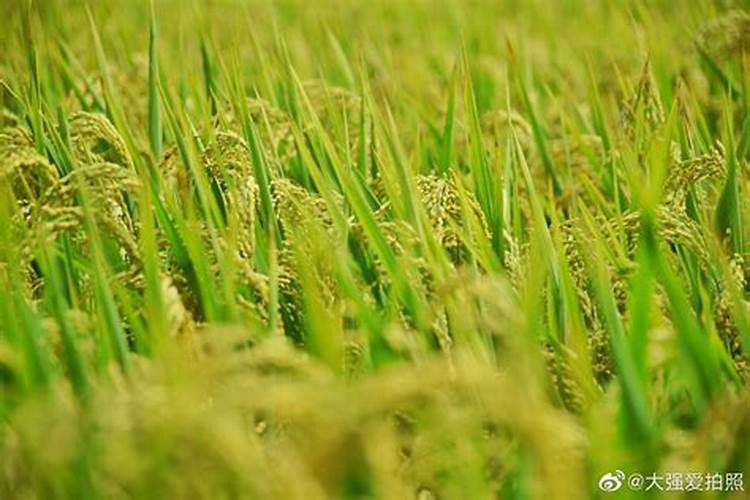 水稻什么时候撒锌肥