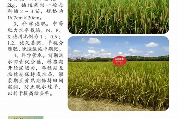 水稻锌肥可以与杀虫剂使用吗？