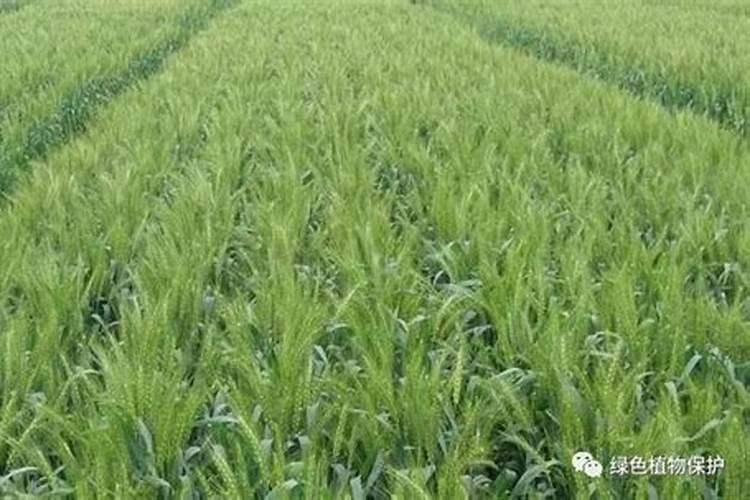 小麦打除草剂能加芸苔素吗