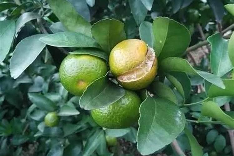 烯磷酸钾的磷酸二氢钾是什么？