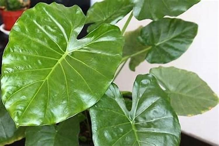 怎么样给花卉盆栽施肥