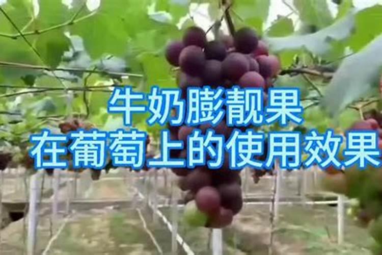 硅肥在大棚葡萄上什么时间用最好？