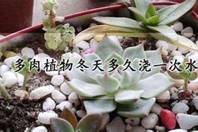 给植物施肥什么时间好、绿植施肥用什么肥料